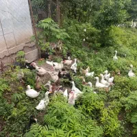 تعدادی 17عدد غاز بفروش میرسد