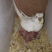 مرغ عشق پروانه ای