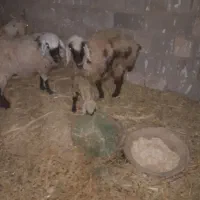 دو میش ویک بزسانن