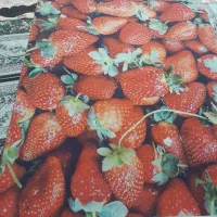 فرش ۴ متری طرح میوه ای|فرش|محمدشهر, شهرک چمران|دیوار