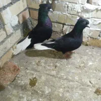 زاغ دم سفید سرخ دم سفید