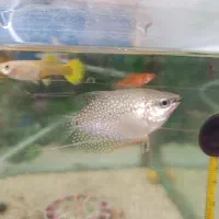 فروش فوری ماهی های گیاه خوار