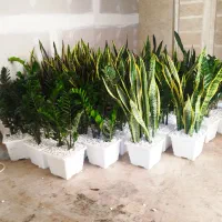 خدمات باغبانی باغبان تهران تعویض خاک گلدان گلکار