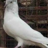 کلیدگم شده کبوتر|اشیا|کوهدشت, |دیوار