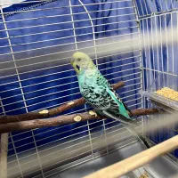 مرغ عشق چشم شرابی|پرنده|بانه, |دیوار