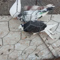 کفتر پرشی وجوجه