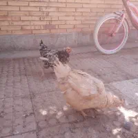 دو عدد مرغ گلین