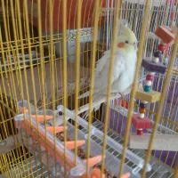 ۲ عدد عروس هلندی نره|پرنده|رودبنه, |دیوار