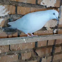 کبوتر پرشی|پرنده|آق قلا, |دیوار