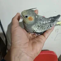 جوجه عروس هلندی نرمه خور|پرنده|اصفهان, جاوان|دیوار