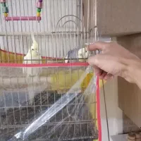 عروس هلندی معاوضه با نقره|پرنده|تهران, سبلان (لشگر)|دیوار