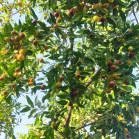 عناب تازه|خوردنی و آشامیدنی|مشهد, طرق|دیوار