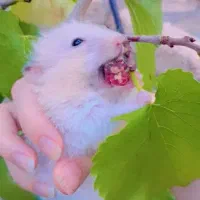 تعدادی همستر سوری تمیز و دستی|موش و خرگوش|شیراز, میانرود|دیوار