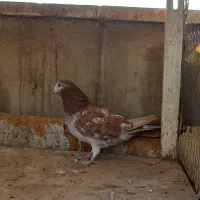 کفتر دوتا ماده انگلیسی|پرنده|ری, سرتخت|دیوار