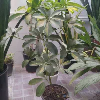 گل و گیاه|گل و گیاه طبیعی|گنبد کاووس, |دیوار