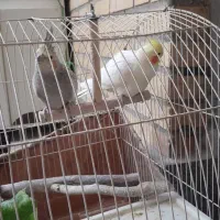 عروس هلندی|پرنده|خرمشهر, |دیوار