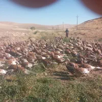 فروش بوقلمون ماده محلی کانی علی گرده