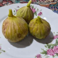 انجیر