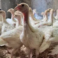 بوقلمون وجوجه بوقلمون تعداد محدود