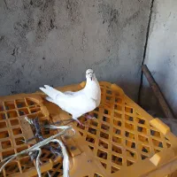 کفتر|پرنده|مرادلو, |دیوار
