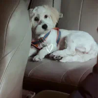 فروش سگ معاوضه با پرنده