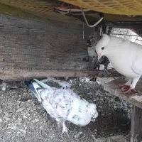 کبوتر دوم چتری ،کبوتر پرشی|پرنده|بابلسر, |دیوار