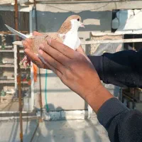 کفتر زینتی|پرنده|صباشهر, |دیوار