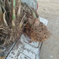 فسیل عنبرآباد