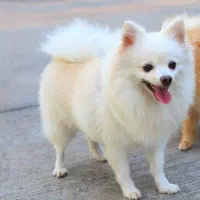 سگ پامر روباهی