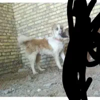 یک‌‌ عدد توله‌‌ قهدریجانی