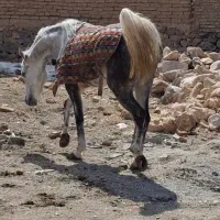 فروش کره مادیان|اسب و تجهیزات اسبسواری|بن, |دیوار