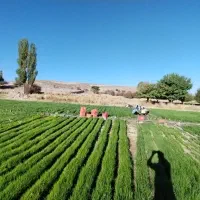 نهال نشا مینروا پیاز|گل و گیاه طبیعی|حاجی آباد, |دیوار