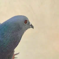 کبوتر|پرنده|اصفهان, ارغوانیه|دیوار