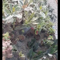 واگذاری گلخانه|گل و گیاه طبیعی|یزد, |دیوار