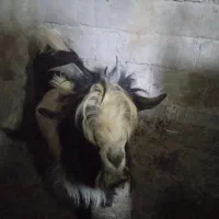 نر‌بز‌داشتی‌‌گله‌داری|حیوانات مزرعه|اردل, |دیوار