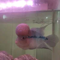 ماهی فلاور نر عجوبه