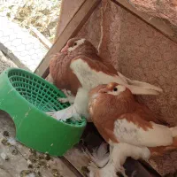 کفتر بادکنکی ماهرو