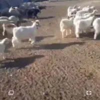 فروش کهره وبره