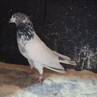 کبوتر همه چیز تموم .|پرنده|رشت, رشتیان|دیوار