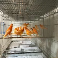 قناری نر و ماده مولد،اماده آماده|پرنده|آباده, |دیوار