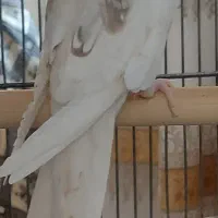 کوتوله گیرینچیک مرغ عشق عروس ماده البینو دوکت
