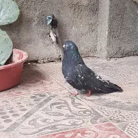 کفتر سرول سلطانیه ویر