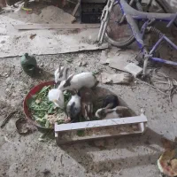 خرگوش