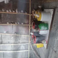 فنچ|پرنده|داراب, |دیوار