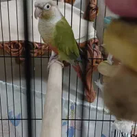 طوطی گیرین چیک ماده|پرنده|تهران, سردارجنگل|دیوار