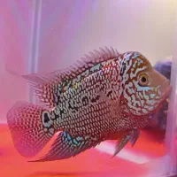 یدونه ماهی فلاور بخر با ۲تا هدیه