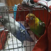 طوطی برزیلی .خوشگل وسرحال