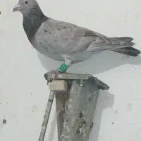 کبوتردورگ ورنگی ۹عدد