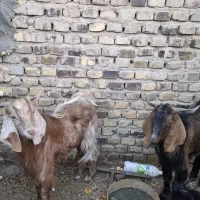 کره نر خایه کش|حیوانات مزرعه|زابل, |دیوار