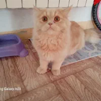 یک جفت گربه با قیمت توافقی